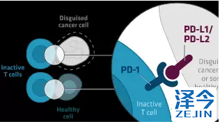 PD-L1和/或PD-L2标记