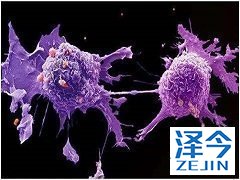 奥希替尼耐药的非小细胞肺癌的细胞系