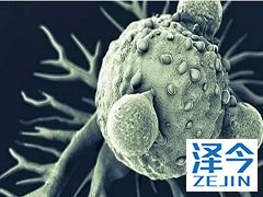 奥希替尼与培美曲塞的联合治疗方案对比