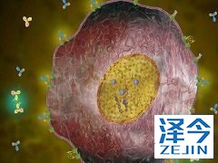 HDAC抑制剂可增强来那替尼的活性案例图