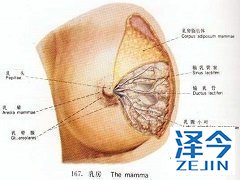 曲妥珠单抗治疗后能够使用来那替尼 