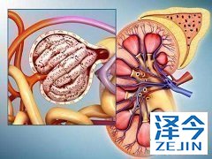 卡博替尼具有调节人破骨细胞和成骨细胞功能