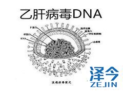 慢性乙型肝炎药物TAF适合那些患者？