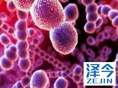 吡非尼酮和尼达尼布是治疗IPF的新药