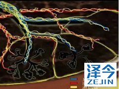 尼达尼布通过降低肺功能增加患者生存期