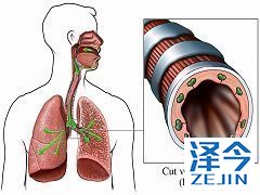 小分子抑制剂尼达尼布对于IPF的治疗有效吗？