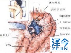 尼达尼布联合治疗方案能够延迟间皮瘤的进展